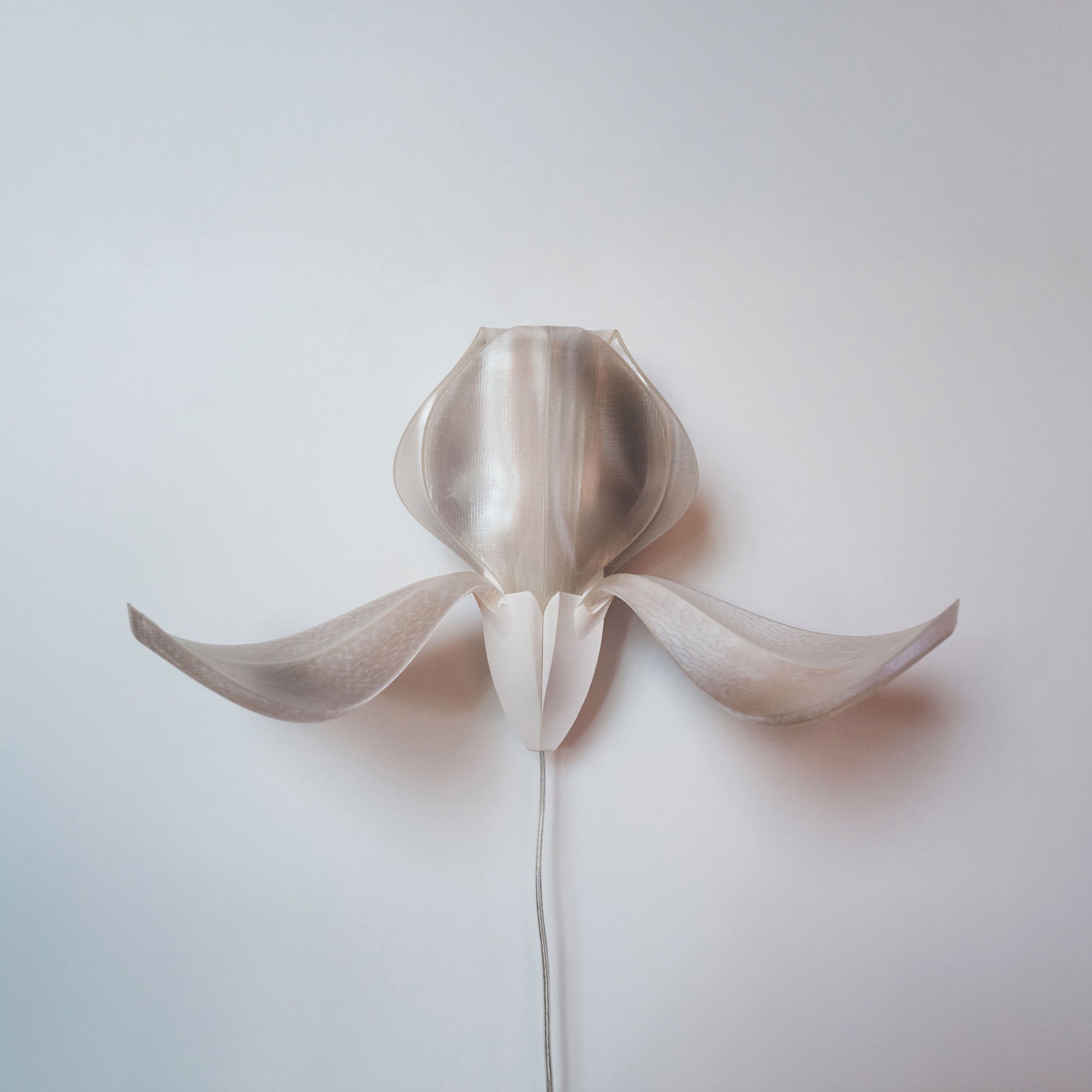 IRIS VITIS - applique - blanche