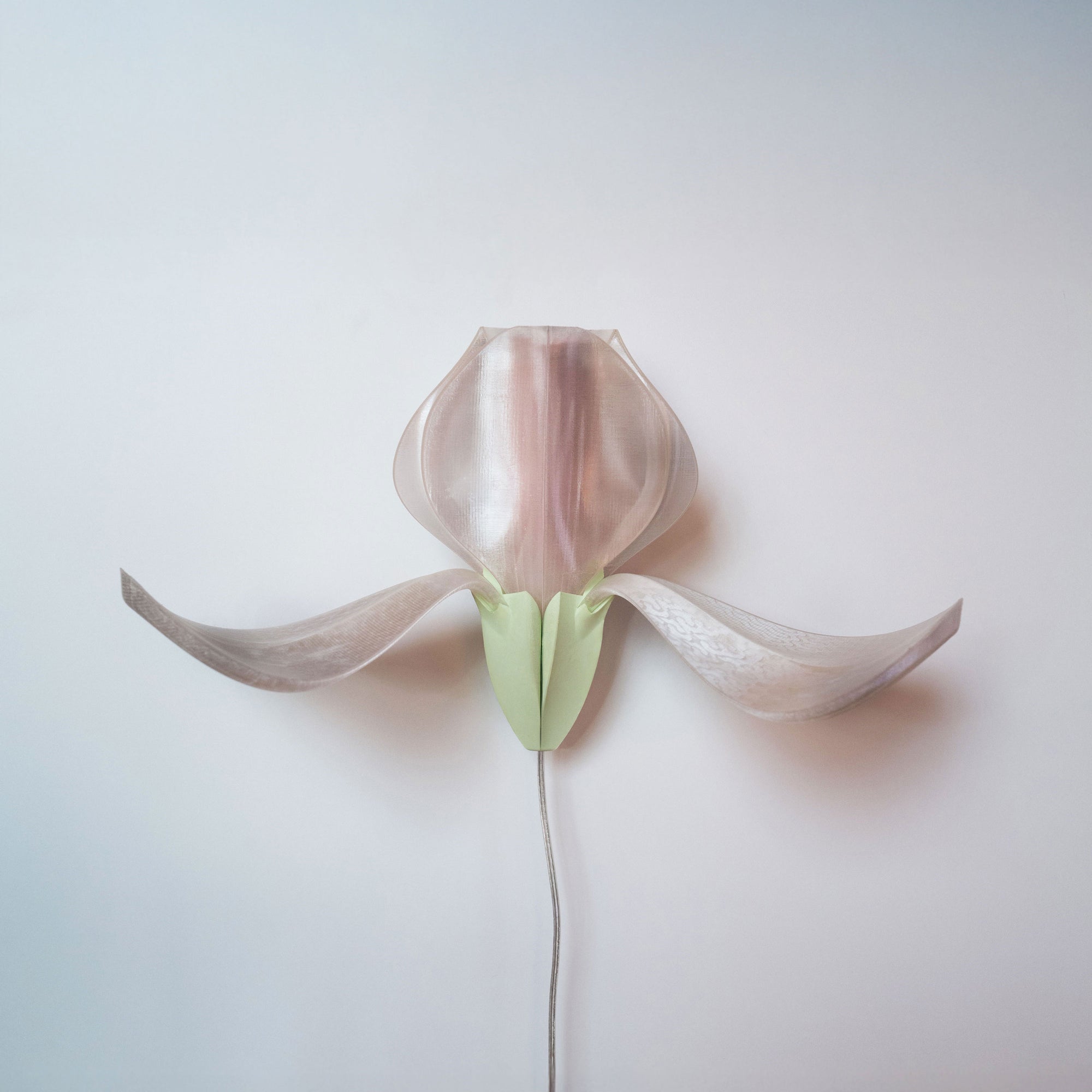 IRIS VITIS - applique - blanche / verte